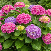 2.5ft Hydrangea macrophylla 'Bouquet Rose' | 3L Pot
